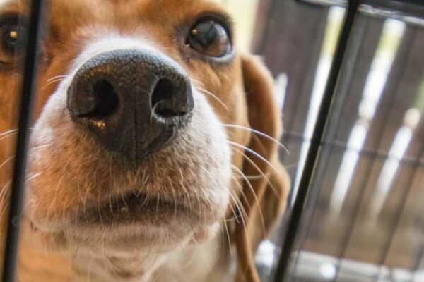 Bite Back lanceert website met medische argumenten tegen dierproeven
