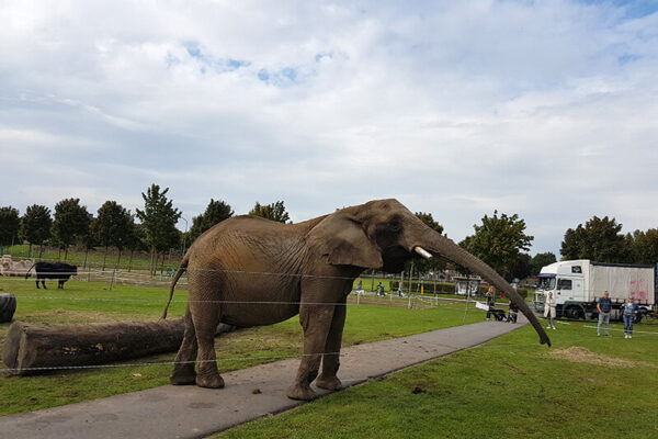Wereld Olifantendag: Nieuw thuis voor olifant Buba?