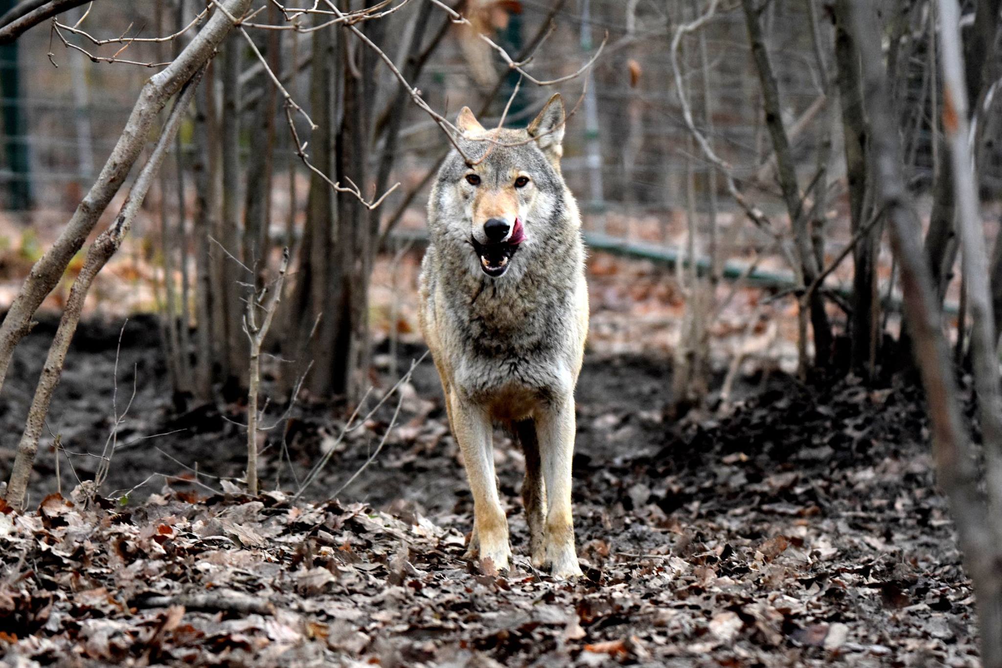 Niet de wolf uit het artikel