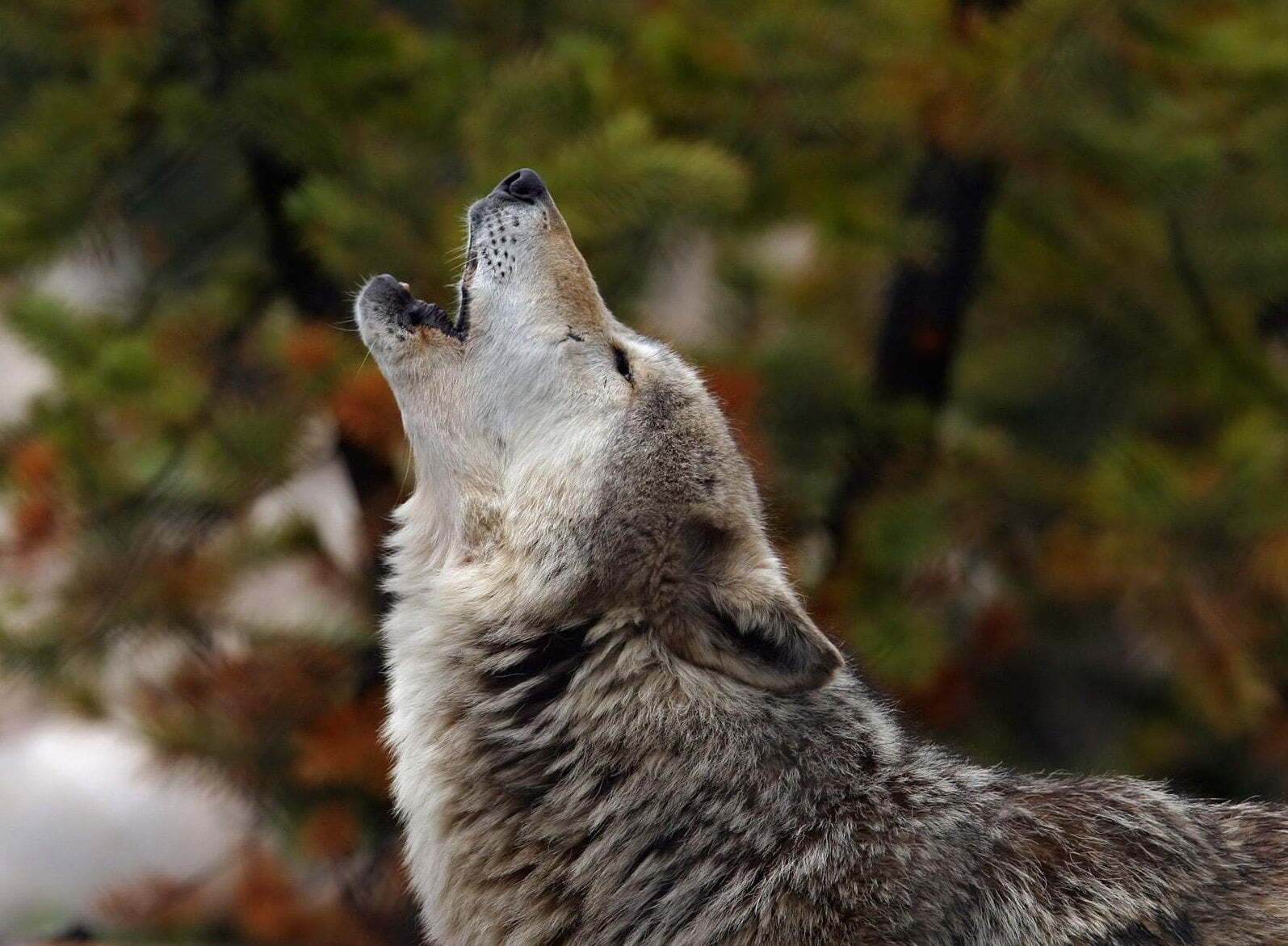 Afbeelding van een wolf die huilt