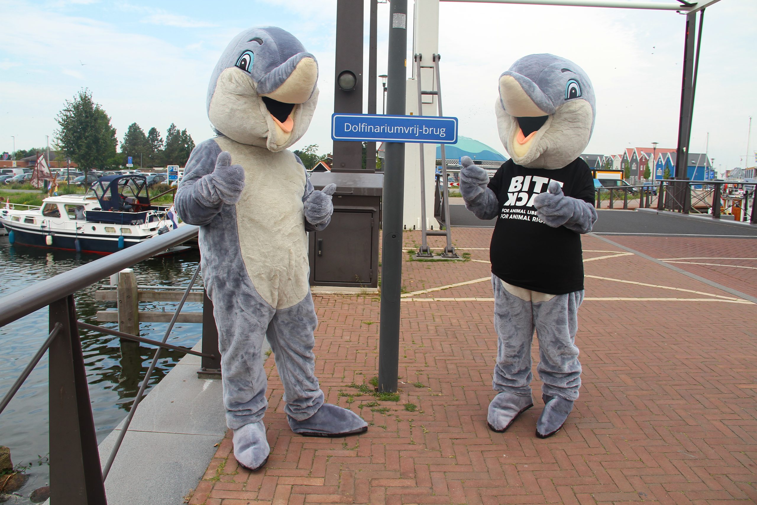 Dolfijnen poseren bij de hernoemde Dolfinariumvrij-Brug