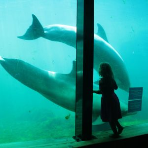 28 februari, Utrecht - Lezing 'Van trainer van walvissen tot dierenrechtenactivist'